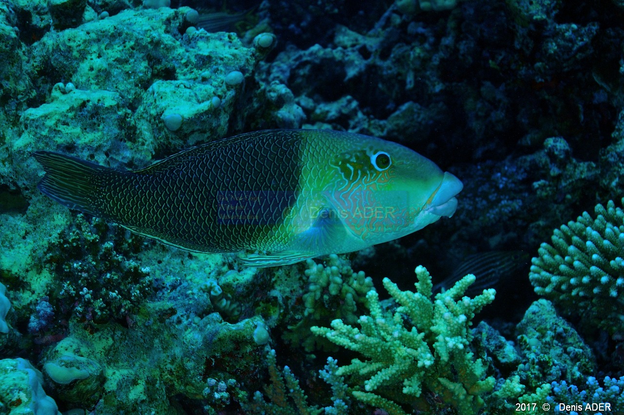Hemigymnus melapterus Labre a grosses levres-Safaga Gamul kebir-16m-20171120-Denis-ADER-DSC_2995_tn.jpg